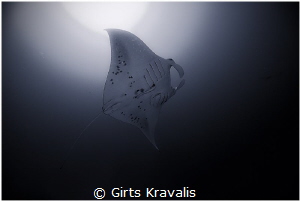 Manta ray by Girts Kravalis 